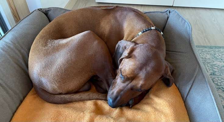 Rhodesian Ridgeback-Beitrag-Bild