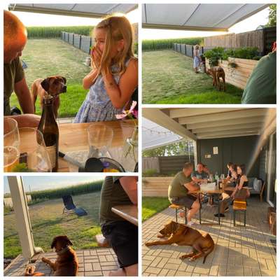 Rhodesian Ridgeback-Beitrag-Bild