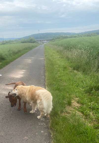 Rhodesian Ridgeback-Beitrag-Bild