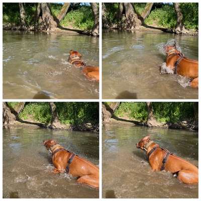 Rhodesian Ridgeback-Beitrag-Bild