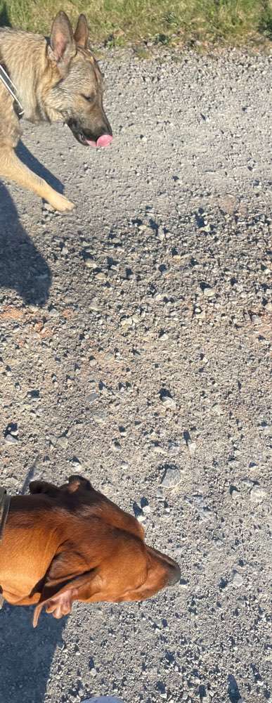 Rhodesian Ridgeback-Beitrag-Bild