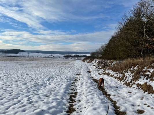 Rhodesian Ridgeback-Beitrag-Bild