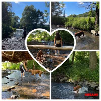 Rhodesian Ridgeback-Beitrag-Bild