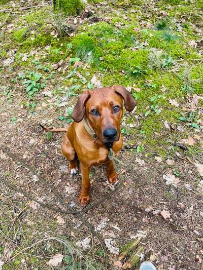 Rhodesian Ridgeback-Beitrag-Bild