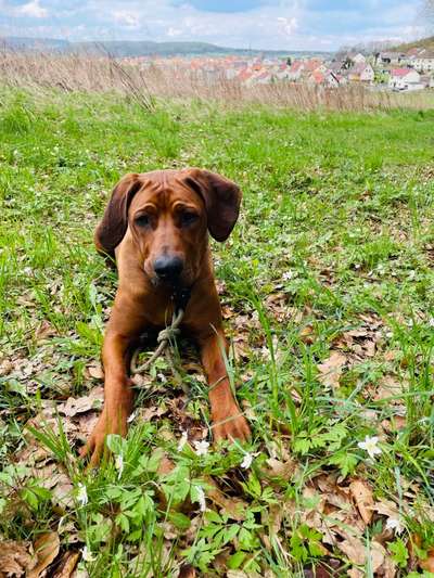 Rhodesian Ridgeback-Beitrag-Bild