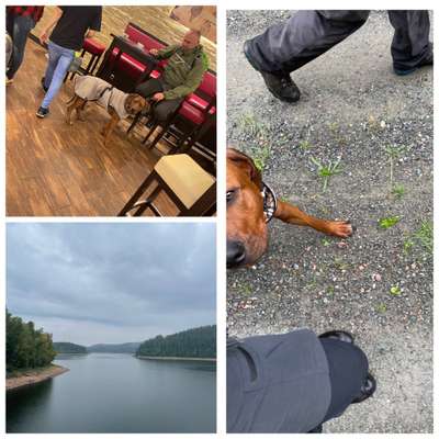 Rhodesian Ridgeback-Beitrag-Bild