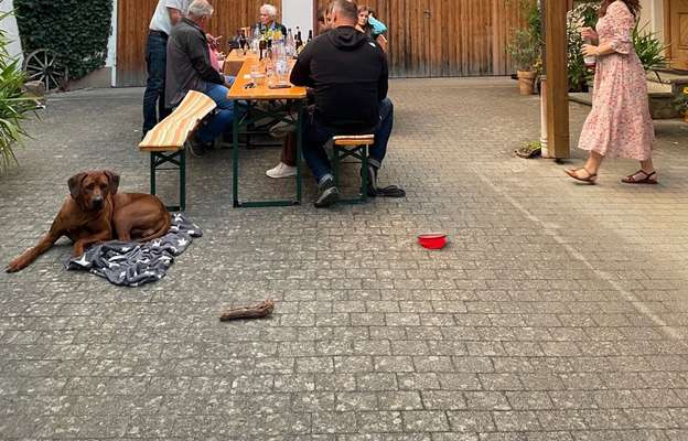 Rhodesian Ridgeback-Beitrag-Bild