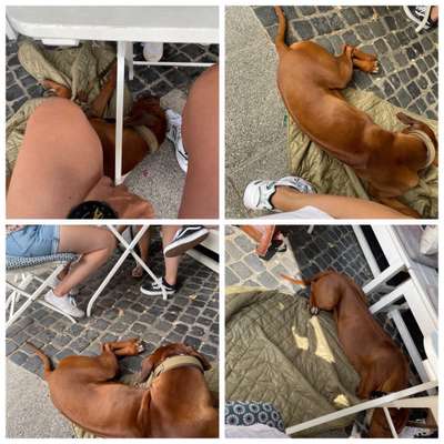 Rhodesian Ridgeback-Beitrag-Bild