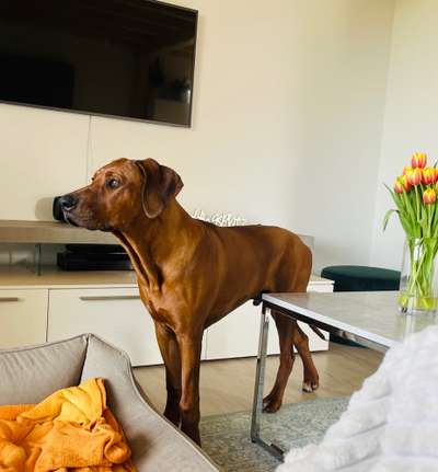 Rhodesian Ridgeback-Beitrag-Bild