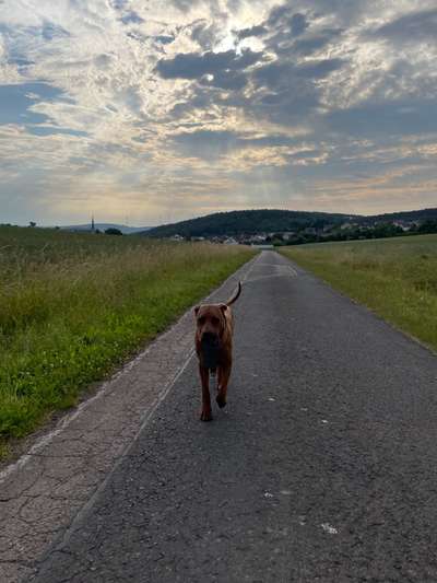 Rhodesian Ridgeback-Beitrag-Bild