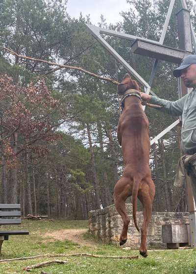 Rhodesian Ridgeback-Beitrag-Bild