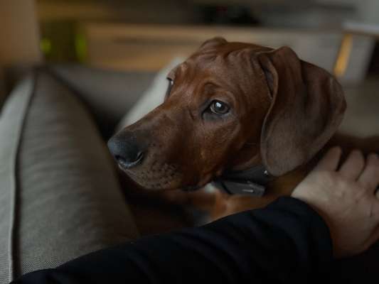 Rhodesian Ridgeback-Beitrag-Bild
