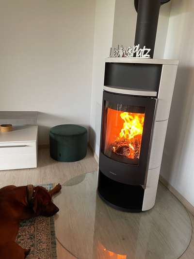 Rhodesian Ridgeback-Beitrag-Bild