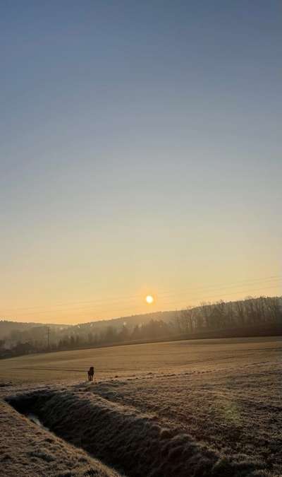 Rhodesian Ridgeback-Beitrag-Bild