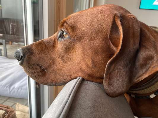 Rhodesian Ridgeback-Beitrag-Bild