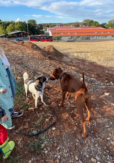 Rhodesian Ridgeback-Beitrag-Bild