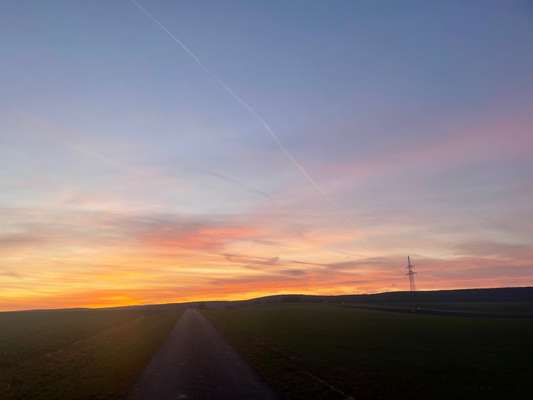 Rhodesian Ridgeback-Beitrag-Bild
