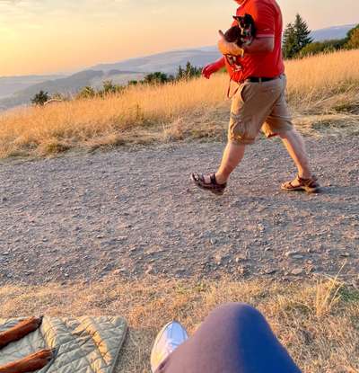 Rhodesian Ridgeback-Beitrag-Bild