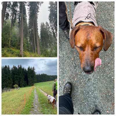 Rhodesian Ridgeback-Beitrag-Bild
