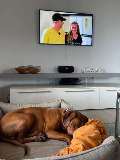 Rhodesian Ridgeback-Beitrag-Bild