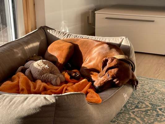 Rhodesian Ridgeback-Beitrag-Bild