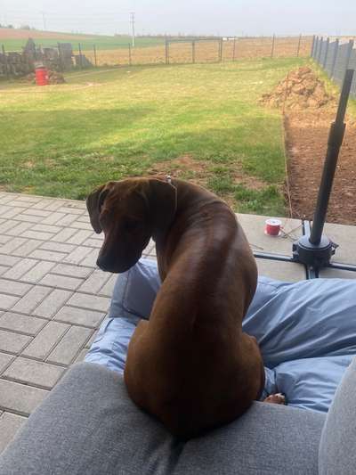 Rhodesian Ridgeback-Beitrag-Bild