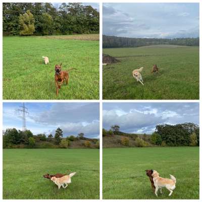 Rhodesian Ridgeback-Beitrag-Bild