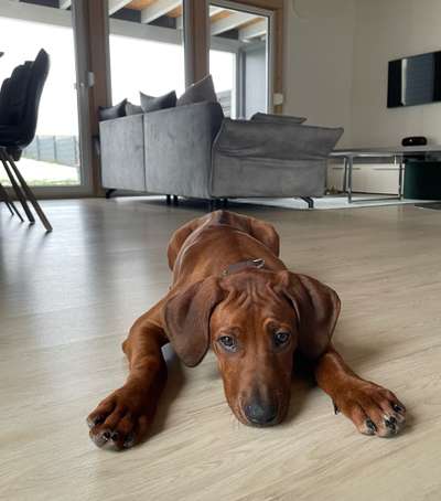 Rhodesian Ridgeback-Beitrag-Bild