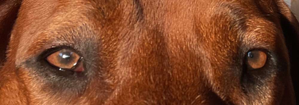 Rhodesian Ridgeback-Beitrag-Bild