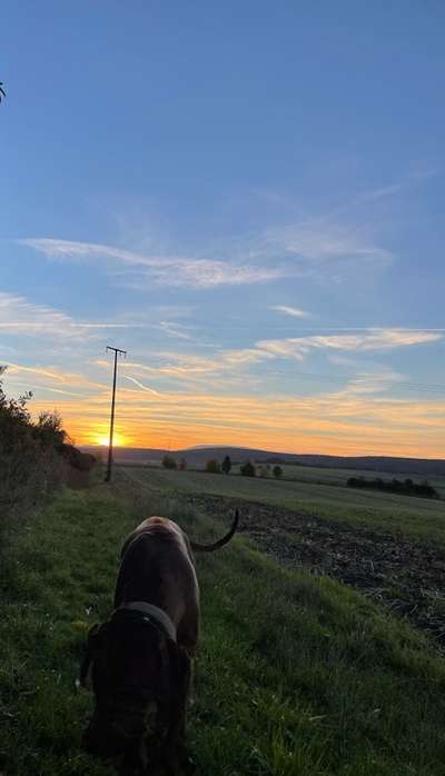 Rhodesian Ridgeback-Beitrag-Bild