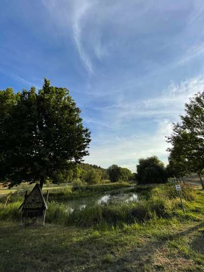 Rhodesian Ridgeback-Beitrag-Bild