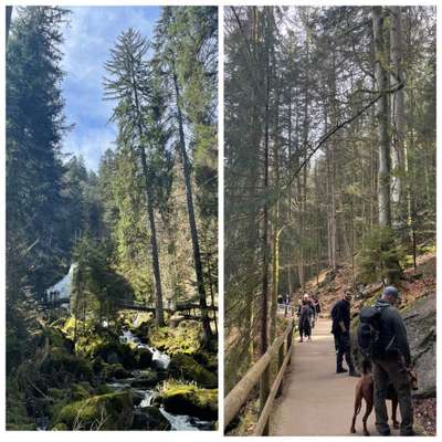 Rhodesian Ridgeback-Beitrag-Bild