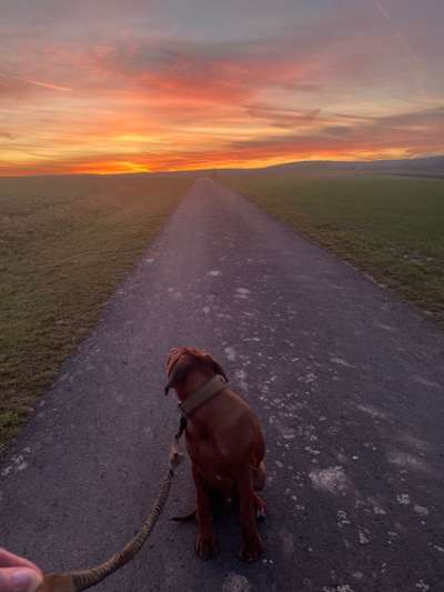 Rhodesian Ridgeback-Beitrag-Bild