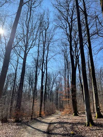 Rhodesian Ridgeback-Beitrag-Bild