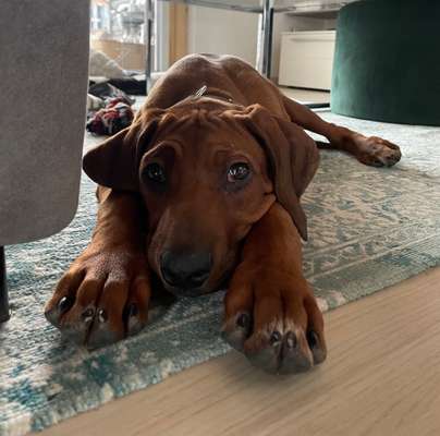 Rhodesian Ridgeback-Beitrag-Bild