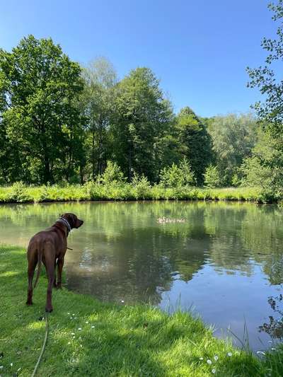 Rhodesian Ridgeback-Beitrag-Bild
