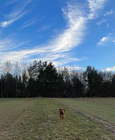 Rhodesian Ridgeback-Beitrag-Bild