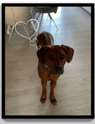 Rhodesian Ridgeback-Beitrag-Bild