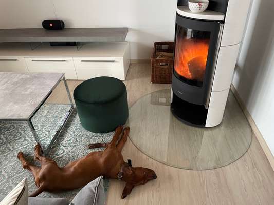 Rhodesian Ridgeback-Beitrag-Bild