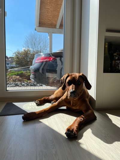 Rhodesian Ridgeback-Beitrag-Bild