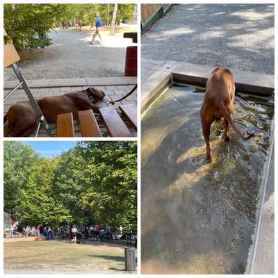 Rhodesian Ridgeback-Beitrag-Bild