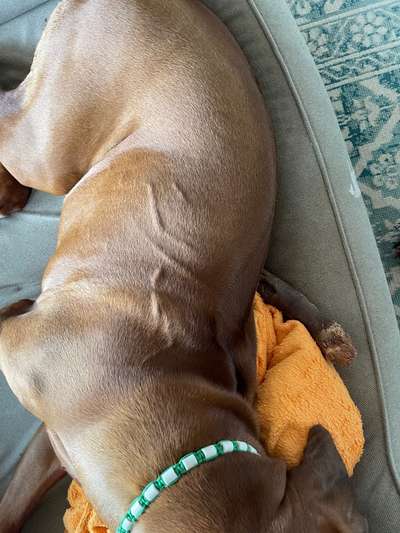 Rhodesian Ridgeback-Beitrag-Bild