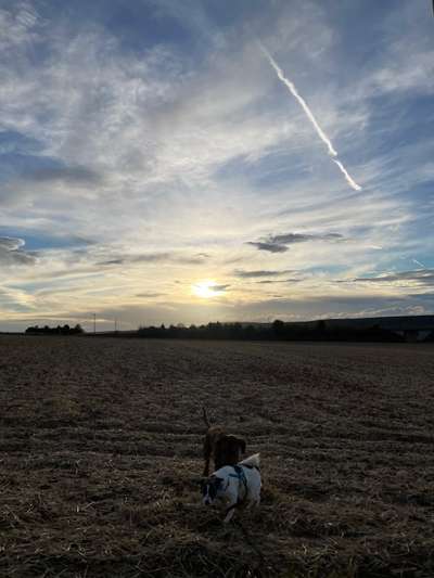 Rhodesian Ridgeback-Beitrag-Bild