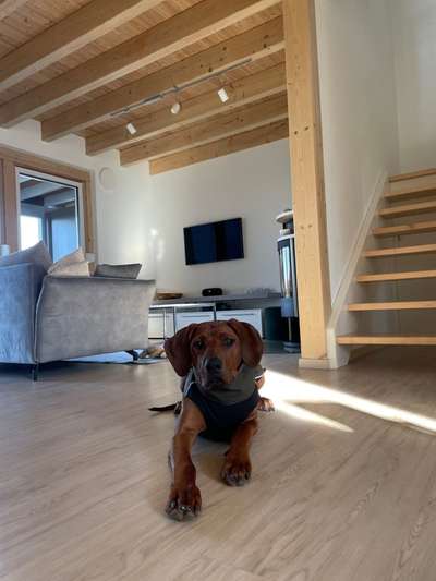 Rhodesian Ridgeback-Beitrag-Bild