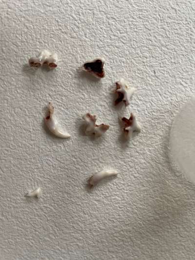 Rhodesian Ridgeback-Beitrag-Bild