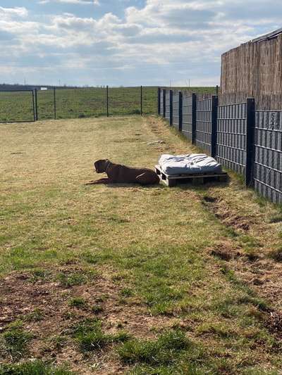 Rhodesian Ridgeback-Beitrag-Bild