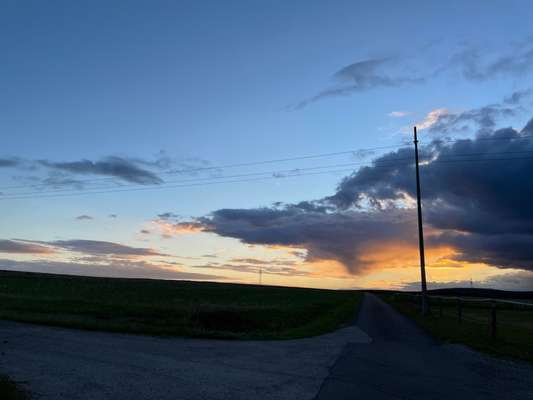 Rhodesian Ridgeback-Beitrag-Bild