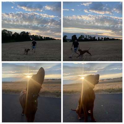 Rhodesian Ridgeback-Beitrag-Bild