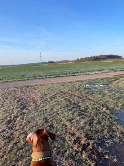 Rhodesian Ridgeback-Beitrag-Bild