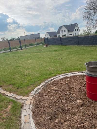 Rhodesian Ridgeback-Beitrag-Bild